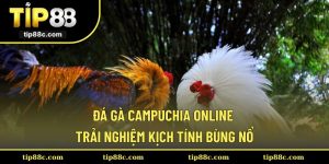 Đá Gà Campuchia Online - Trải Nghiệm Kịch Tính Bùng Nổ
