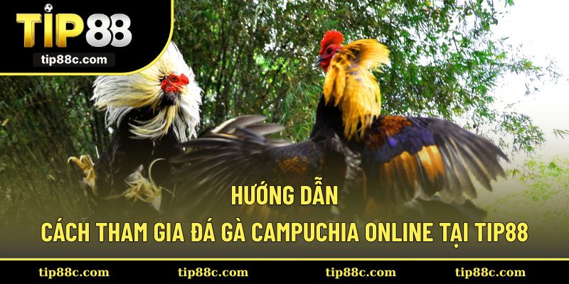Thành viên tìm hiểu cách thức tham gia chọi kê Campuchia