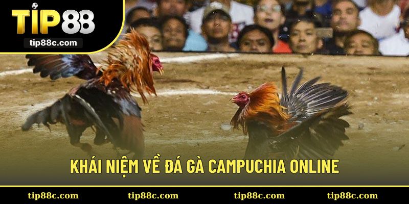 Khái niệm cơ bản về đá gà Campuchia online