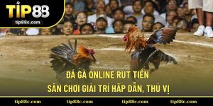 Đá Gà Online Rút Tiền - Sân Chơi Giải Trí Hấp Dẫn, Thú Vị