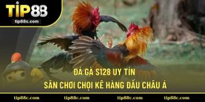 Đá Gà S128 Uy Tín - Sân Chơi Chọi Kê Hàng Đầu Châu Á
