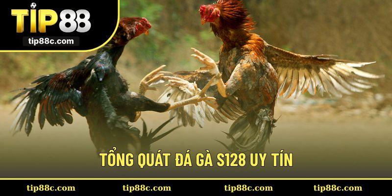 Đôi nét về dòng đá gà S128 uy tín chất lượng
