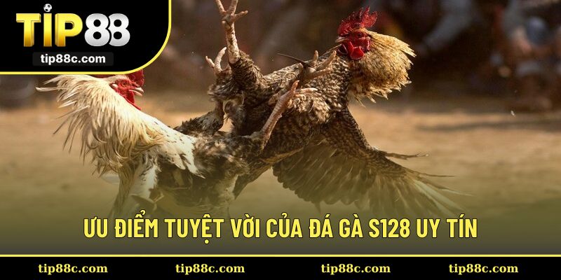 Thành viên tìm hiểu các ưu điểm tuyệt vời của đá gà S128 uy tín