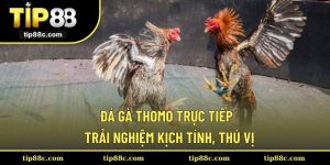 Đá Gà Thomo Trực Tiếp - Hình Thức Cá Cược Hấp Dẫn, Độc Đáo