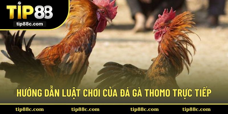 Thành viên tìm hiểu kĩ càng luật khi tham gia đá gà Thomo trực tiếp