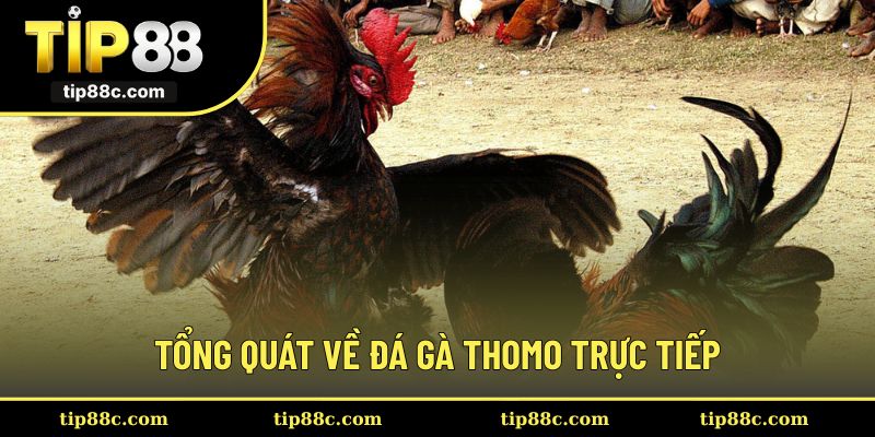 Đôi nét về sân chơi đá gà Thomo trực tiếp hấp dẫn