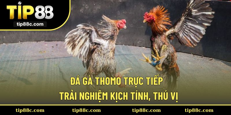 Đá Gà Thomo Trực Tiếp - Hình Thức Cá Cược Hấp Dẫn, Độc Đáo
