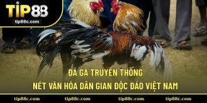 Đá Gà Truyền Thống - Nét Văn Hóa Dân Gian Độc Đáo Việt Nam