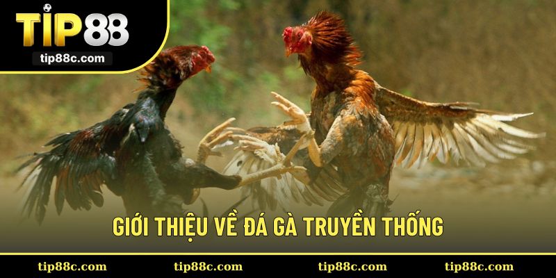 Thông tin về trò chơi đá gà truyền thống hấp dẫn