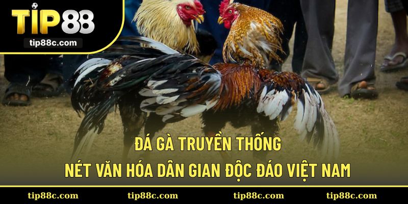 Đá Gà Truyền Thống - Nét Văn Hóa Dân Gian Độc Đáo Việt Nam