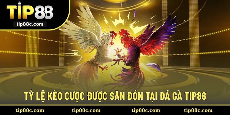Những tỷ lệ kèo hấp dẫn được người chơi ưa chuộng tại đá gà Tip88
