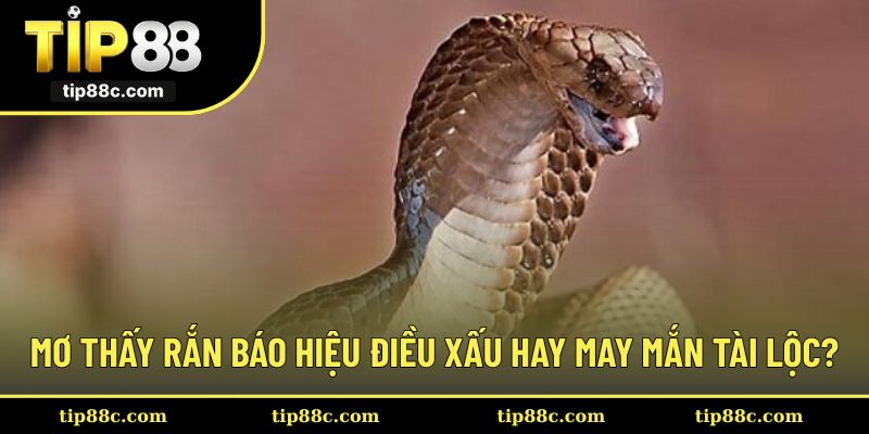 Mơ thấy rắn báo hiệu điều xấu hay may mắn tài lộc?