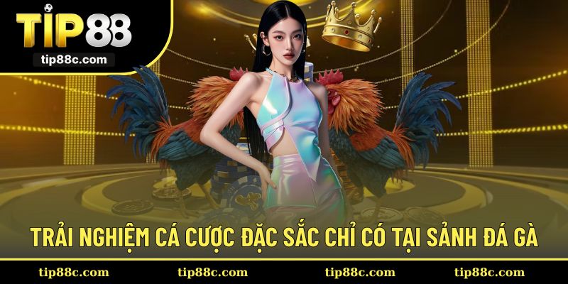 Trải nghiệm cá cược đặc sắc chỉ có tại sảnh đá gà
